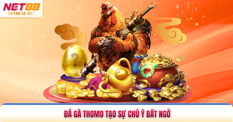 Đá gà Thomo tạo sự chú ý bất ngờ