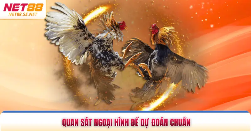 Quan sát ngoại hình để dự đoán chuẩn